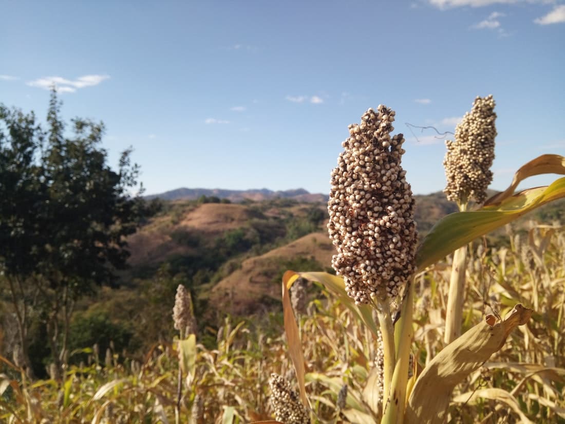 Sorgo para exportação